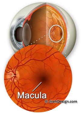 Macula photo OCT scanner page