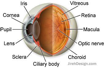 Eye anatomy and physiology - how the eye and vision work