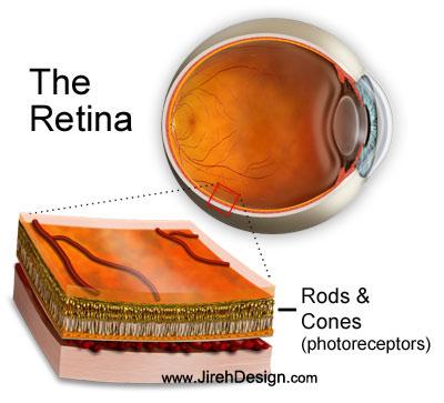 Retina photoreceptors eye illustration