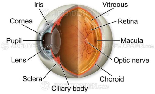 Normal eye anatomy illustration with oblique view, cross-section and labels. Labels are optional