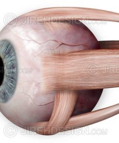 A unique view of the extraocular muscles and human eyeball