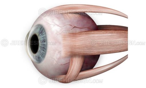 A unique view of the extraocular muscles and human eyeball