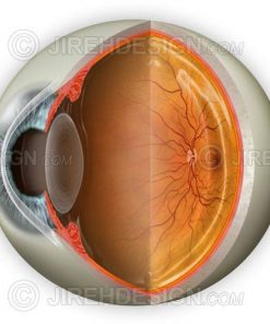 Normal eye anatomy cross-section with optional labels removed