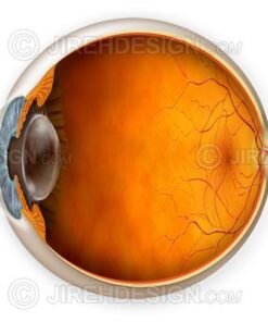 Normal eye anatomy illustration with cross-section. Optional labels available
