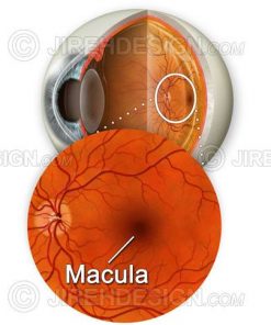 The macula illustrated with a cross-section of the eyeball backdrop