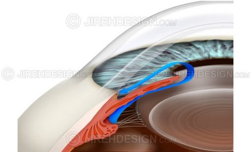 Illustration depicting the eye’s aqueous flow through the anterior chamber