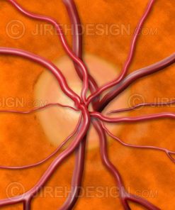 Medical illustration of a normal optic nerve head, frontal view