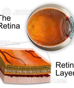 Retinal layers illustration inset with eyeball cross-section