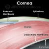 Cross-section illustration of the layers of the human cornea
