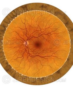 Human retina illustration with no labels. Optional labels available