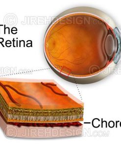 Choroid cross-section showing retinal layers with eyeball background image