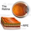 RPE cross-section of the retina depicting the layers of the retina including the retinal pigment epithelium