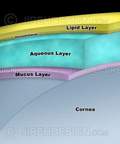 Tear layer schematic with lipid, aqueous and mucus layers