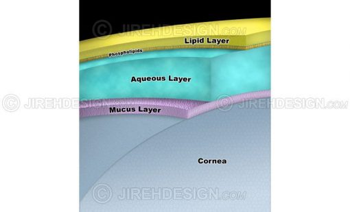 Tear layer schematic with lipid, aqueous and mucus layers