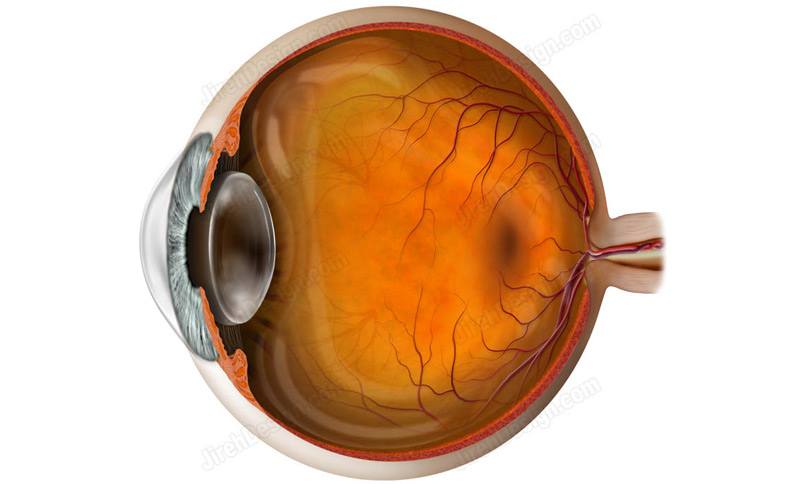 Eyeball cross-section anatomy illustration - #AN0005a | Stock eye images