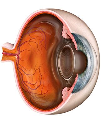 Eye anatomy - how the eye works