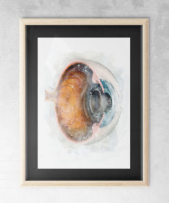 Eyeball Cross-section Watercolor in frame