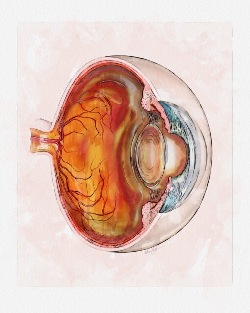 Eye doctor decor, eyeball anatomy cross-section art print